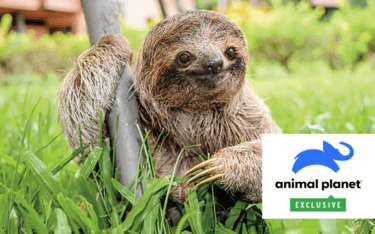 Princess Cruises Royal Princess Discovery at Sea 1.png